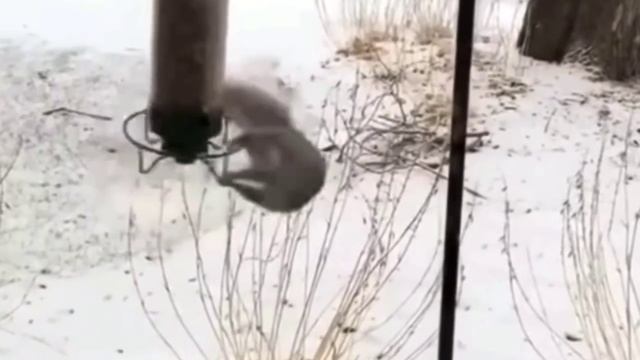 Не поела, зато на карусели покаталась🐿️😂