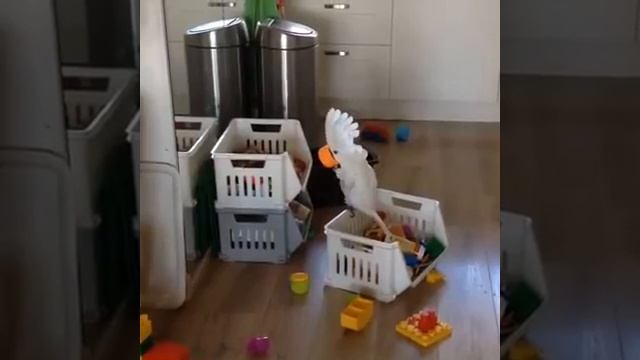 С попугаем не соскучишься🤪