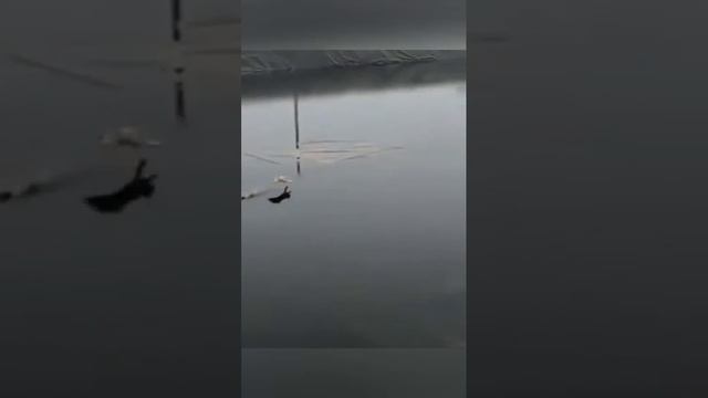 СРОЧНО ПОДПИШИСЬ 😉
