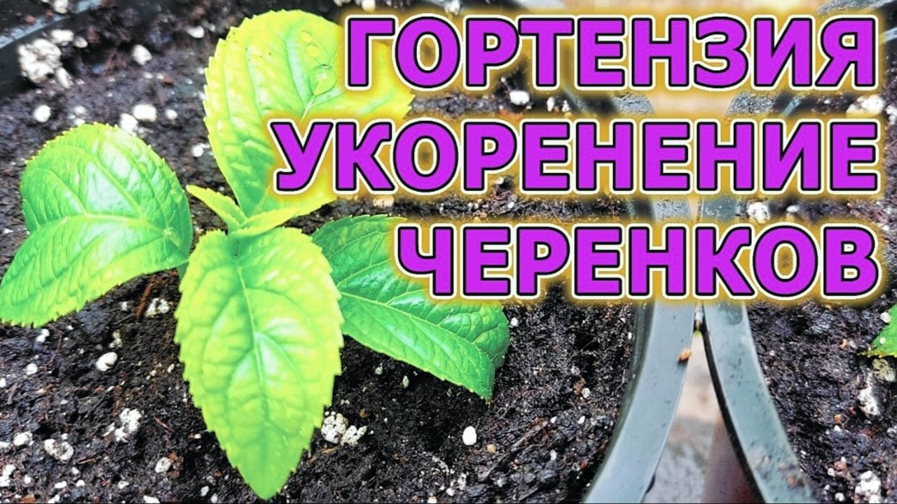 КАК УКОРЕНИТЬ ГОРТЕНЗИЮ