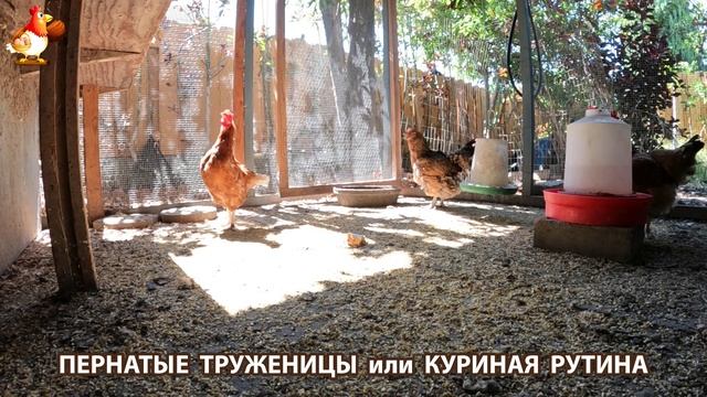 Куры несушки свободного выгула и их обычная куриная рутина – эпизод (525)