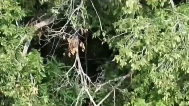 Операторы БпЛА 5 гвардейской армии группировки "Восток" уничтожили 2 пункта управления БпЛА…🔽🔽🔽