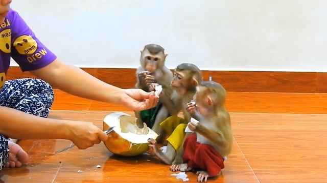 Обезьянки едят КОКОС Это им ноавится СМОТРЕТЬ ПРИЯТНО