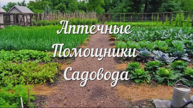 Аптечные Помощники Садовода. Самые Дешевые и Эффективные Препараты из Аптеки