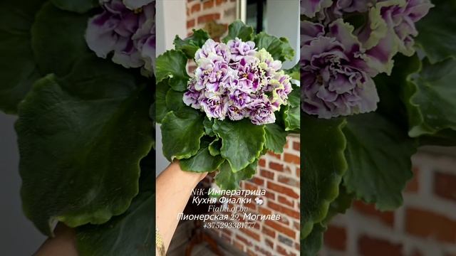 Химеры К-Долина Гейзеров и NiK-Императрица сегодня будут нашим акцентом.