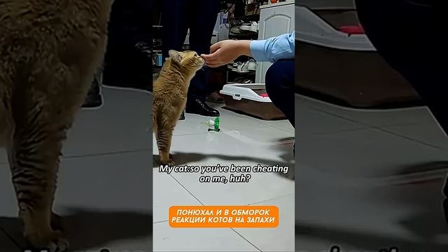 Лучше бы не нюхали… Реакция котов — бесценна