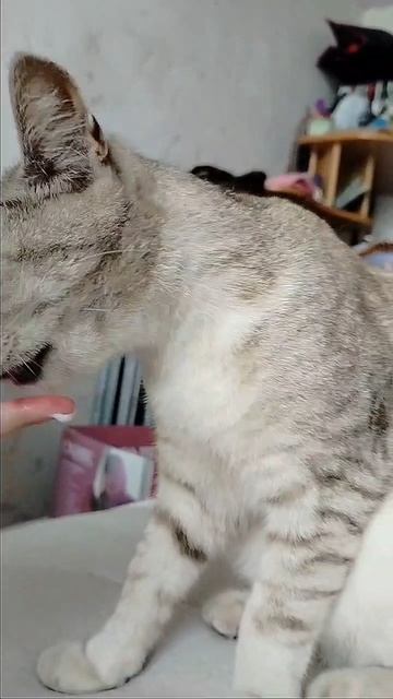 коттеоторый только ест