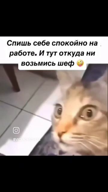 Начальство