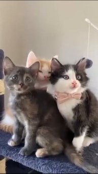 3 cute kittens