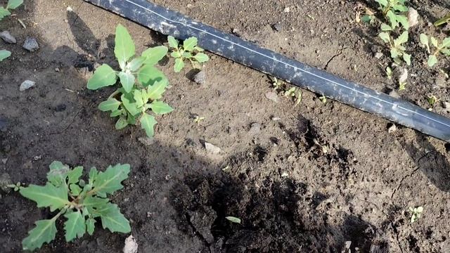 06.2025 (3) Огородные делишки в Сибири....