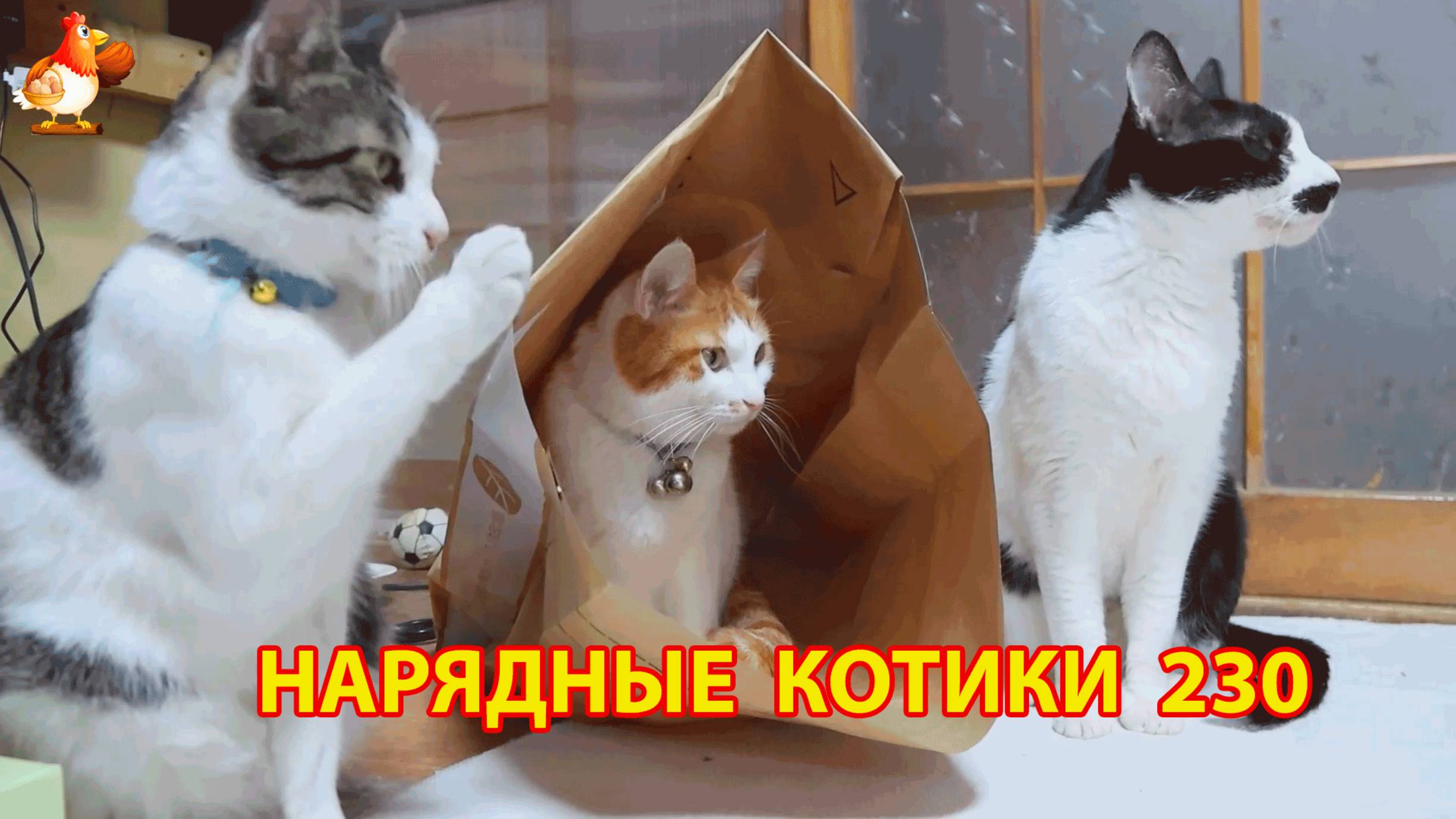 Нарядные Котики расслабляются на солнышке 🌞 🐈🐈🐈 (230)
