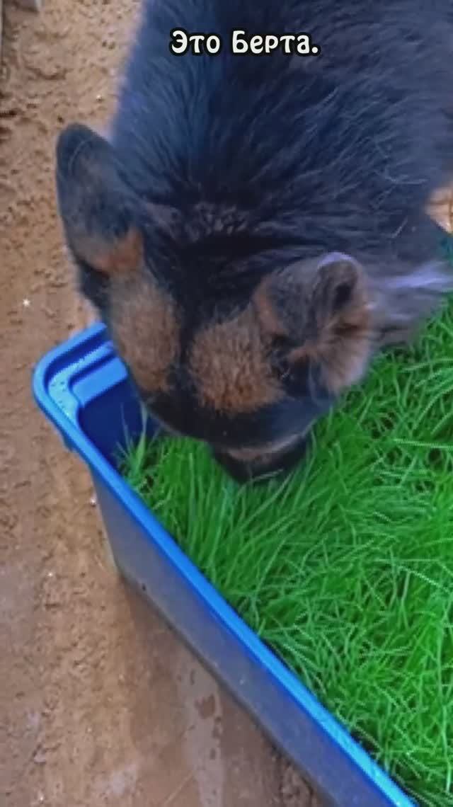 Наводим красоту Берте! ❥ Приют в Малинках