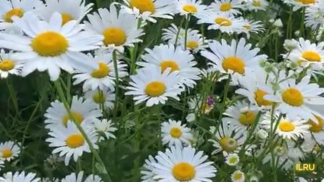 Истории из жизни - Как начать жизнь с чистого листа... НОВИНКА
