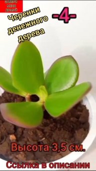 Черенки денежного дерева!🌳