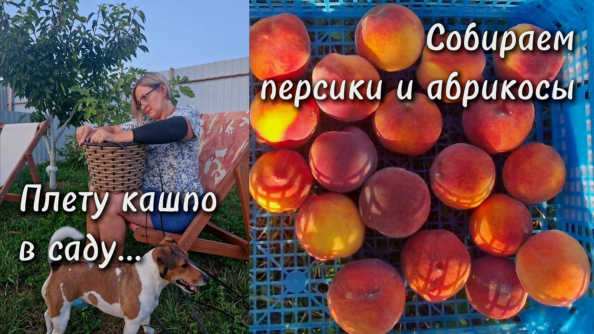 ВОТ ЭТО АБРИКОСЫ!!! Первый урожай. Плету кашпо из РОТАНГА. Море в Благовещенской.15 июля