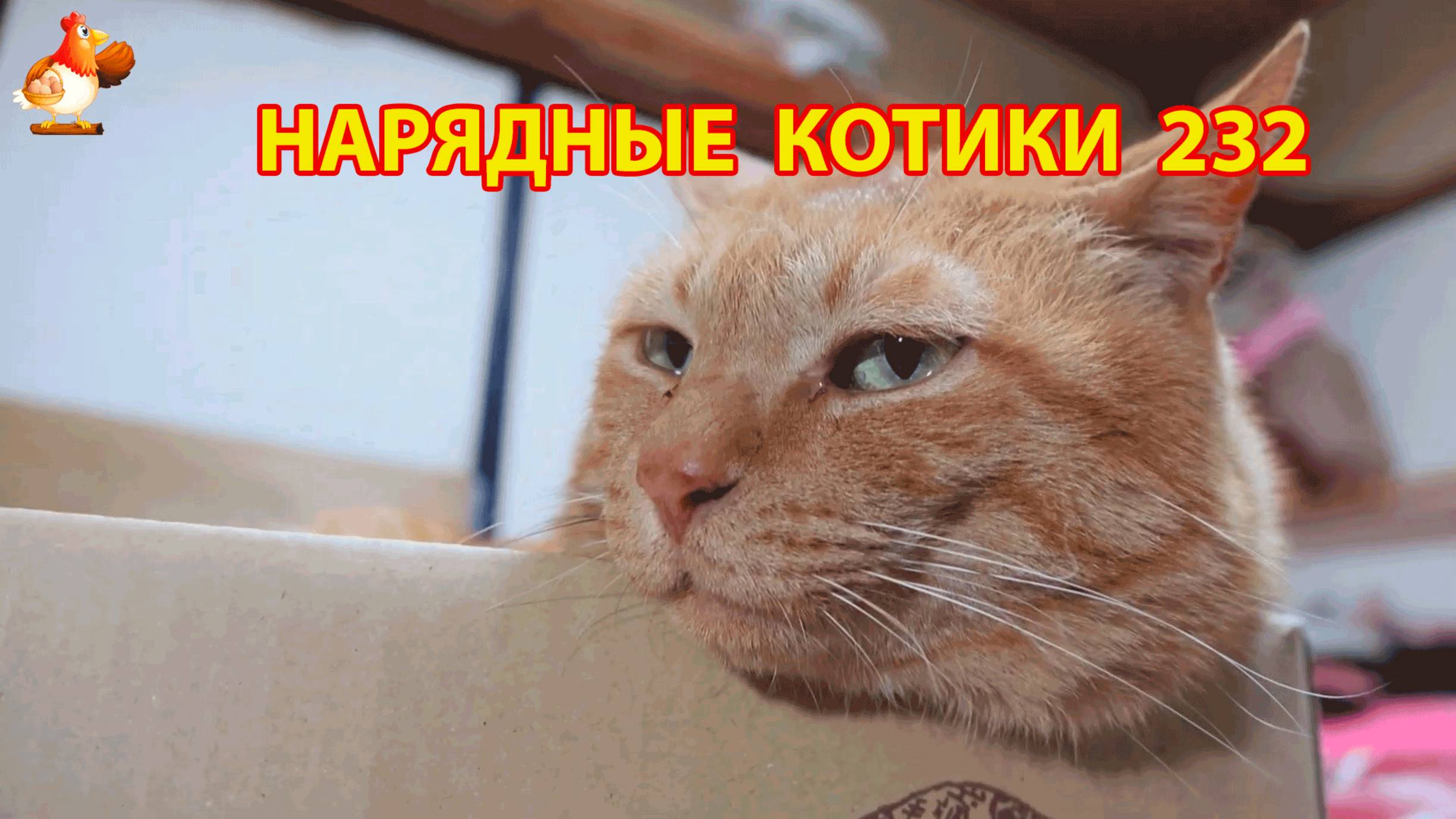 Нарядные Котики расслабляются на солнышке 🌞 🐈🐈🐈 (232)