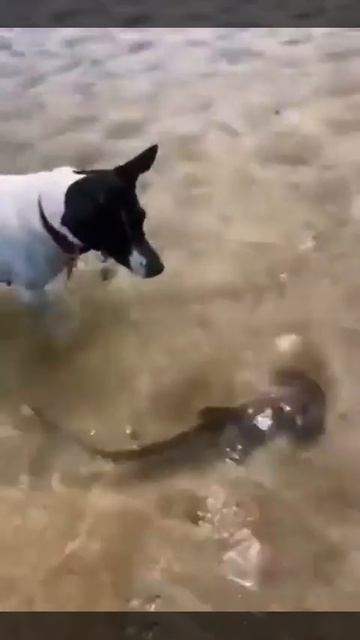 Собакен и рыбка 🐕🐠😉🤩
