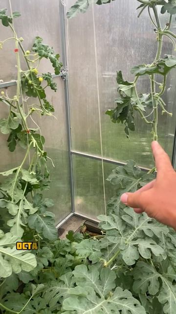 Кажется началось…
#гиганты_АМИНОСИЛ_2025
#БуйскиеУдобрения
#средства_защиты_greenbelt