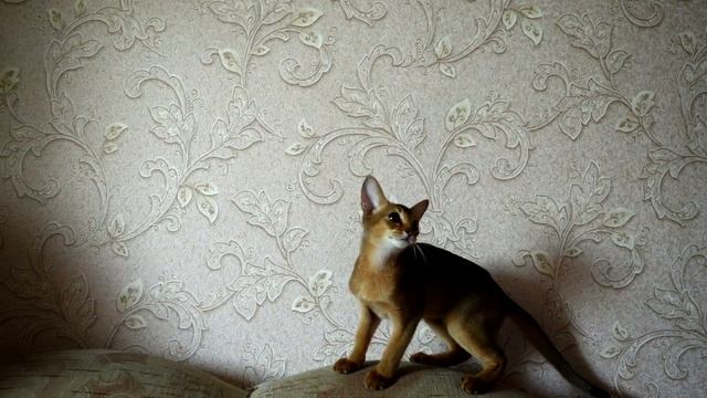 mixkit-kitten-playing-in-the-couch-6954-medium