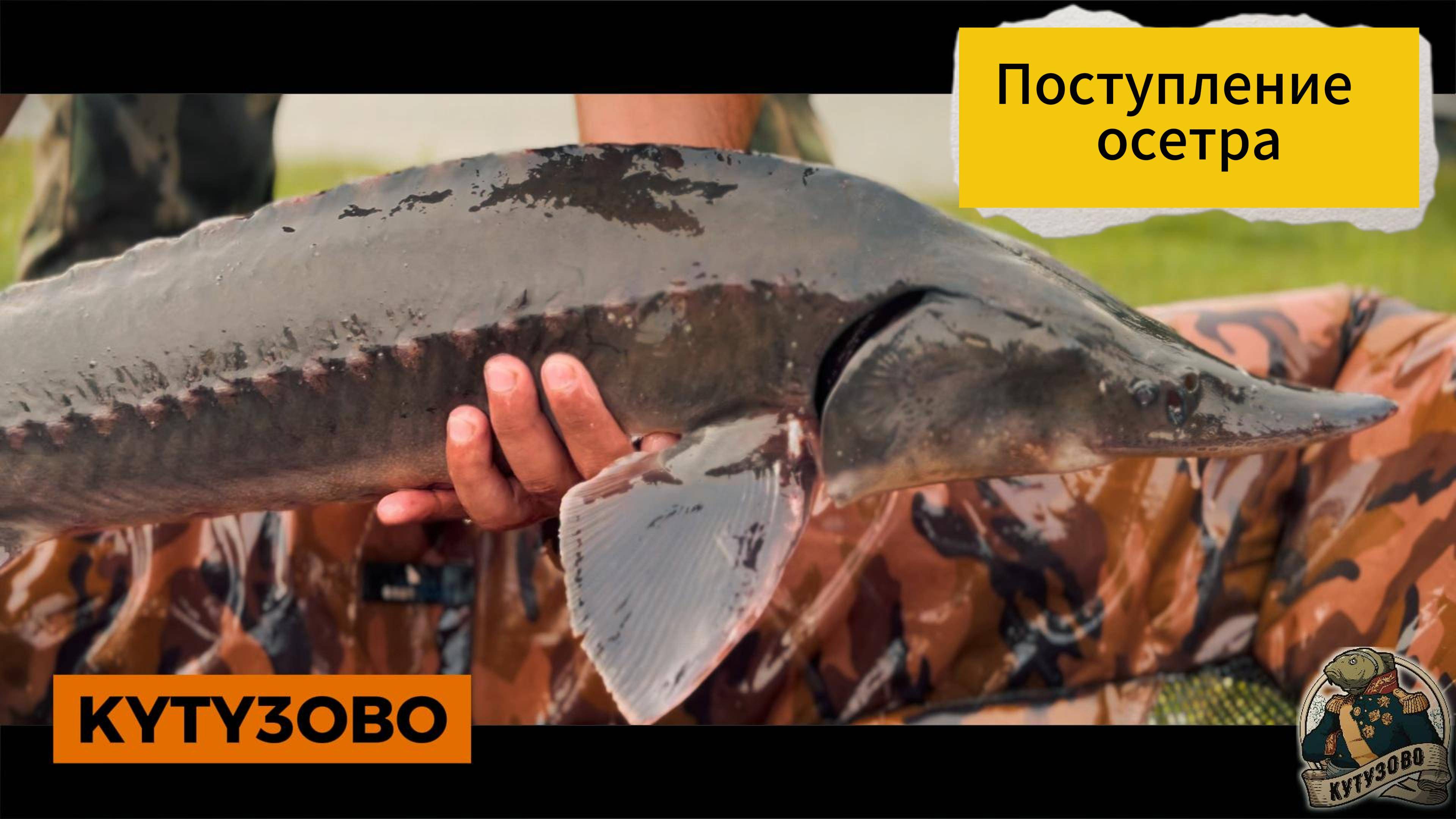 приход осетра 16.07