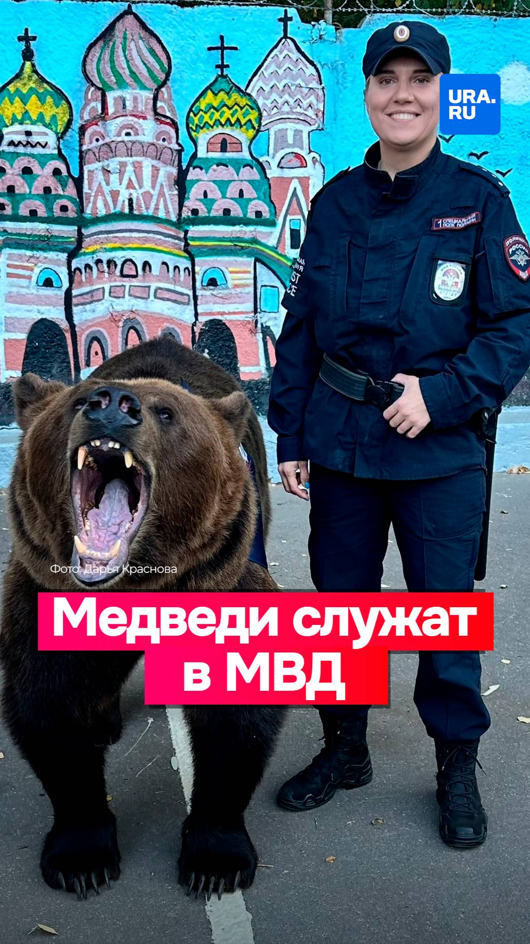 МВД начало использовать медведей вместо конной полиции