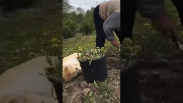 Удивительные животные