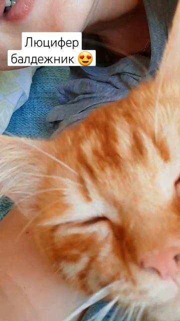 Люцифер Великолепный балдеть изволит❤️ #котики #яжкотомать #котикиприкол #funny #shorts #makeba