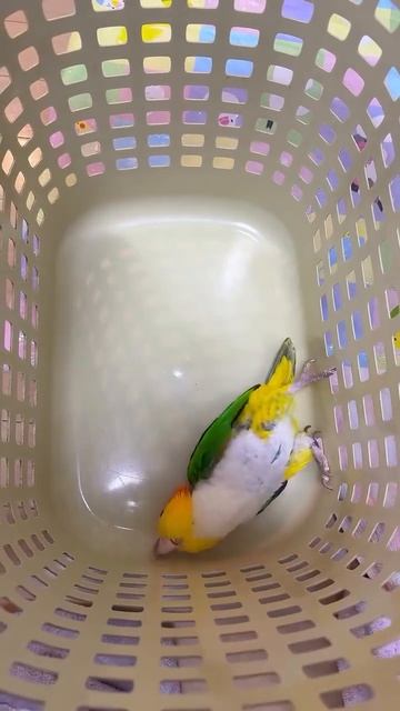 Попугайчик отдыхает 🦜❤️🤩😉