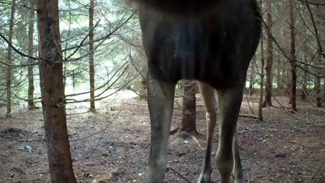 фото ловушка