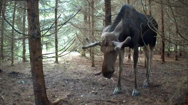Лосик фото ловушка.