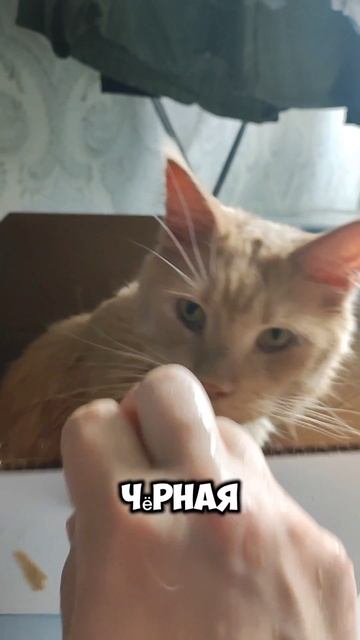Точно в цель. #мейкун #котики #котофейка #мейнкун #моякошка #кот #котик #cat #видосыоткота #юмор