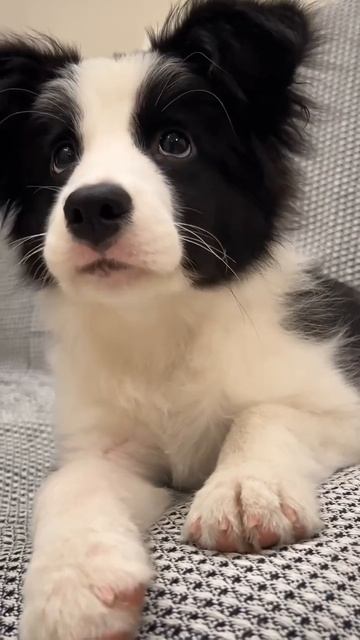 Милый малыш 🥰🐕❤️💋
