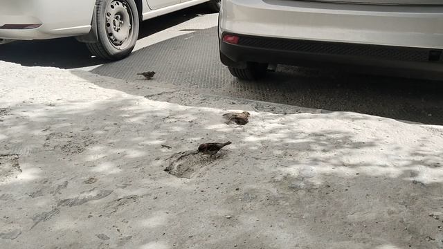 малышки принимают песочные ванны