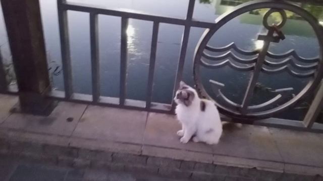 Анапа развлечния 2025 июль 11