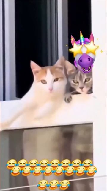 Котейки