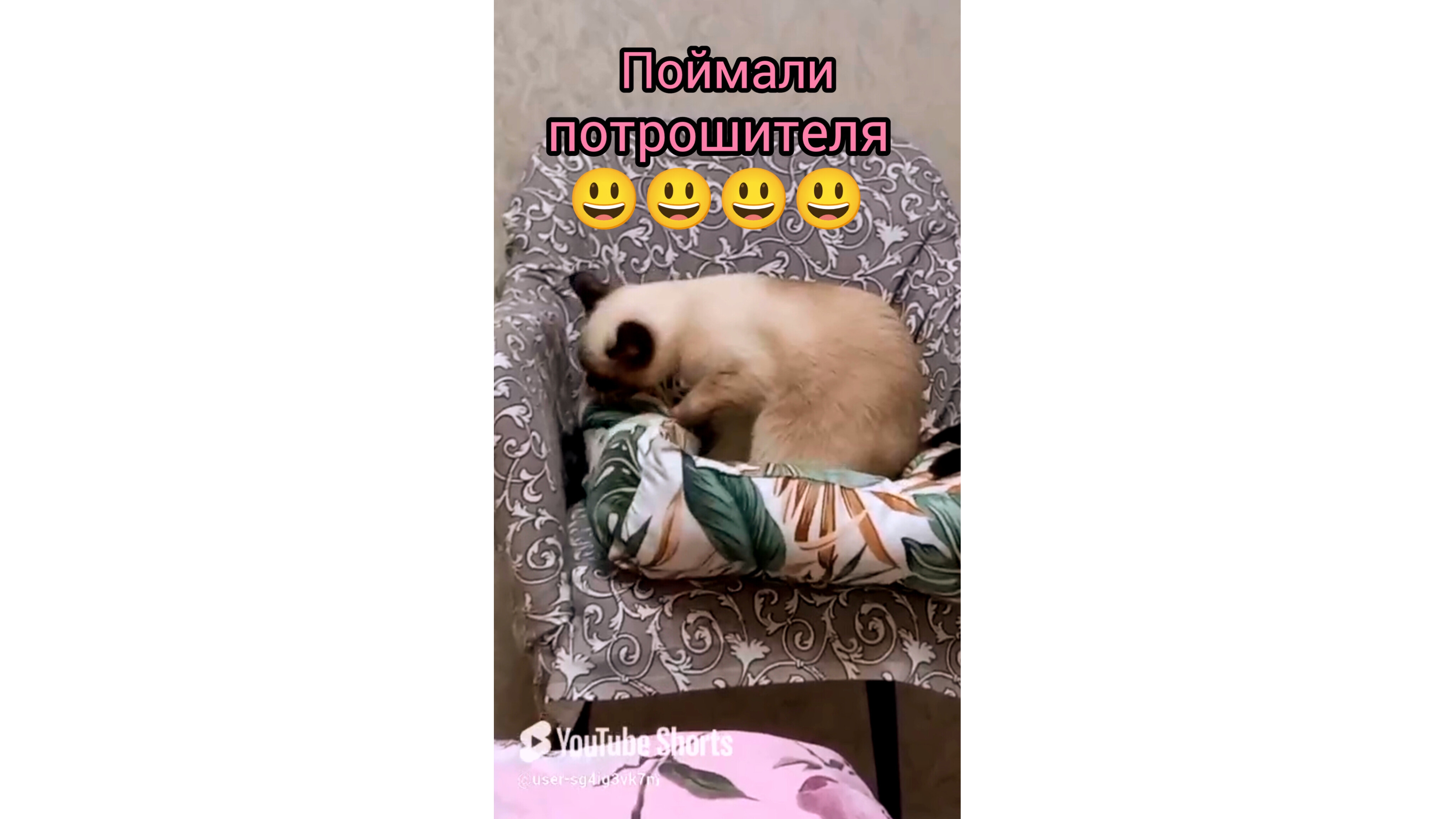 #Кошка Ладушка #смешныекоты #котики #прикольные котики