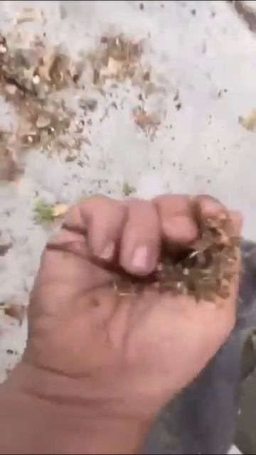 Не смей указывать что мне делать, двуногий!😜