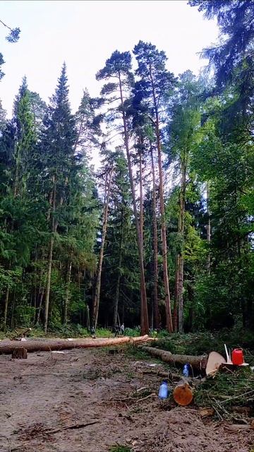 С Wolfa.ru