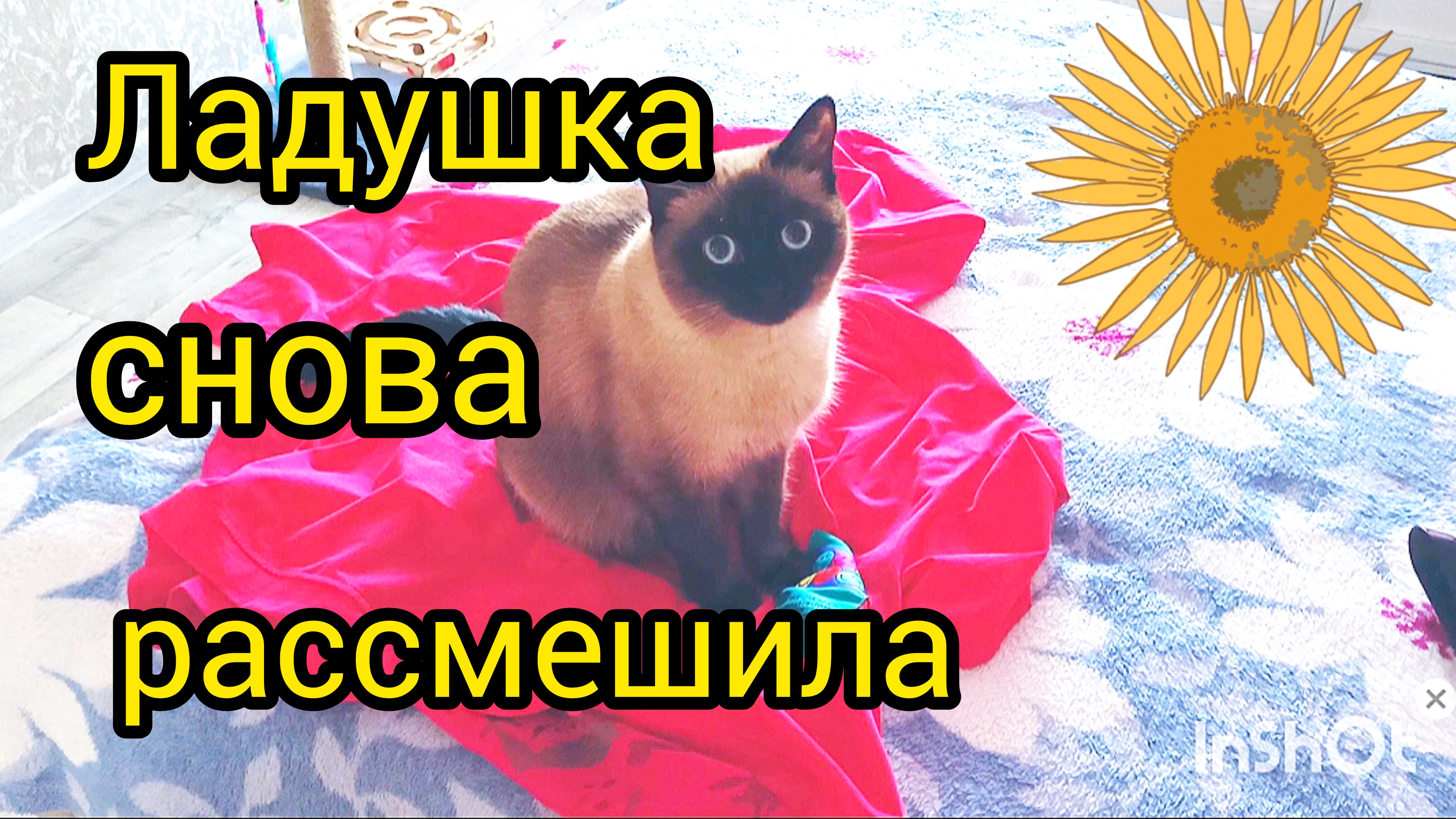 #смешная кошка Ладушка #прикольные котики #смешныекоты #смешные видео