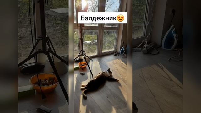 Наш Итачи3 года в любви, уже скучаю #краснодар #добро #котики #итачи #shorts