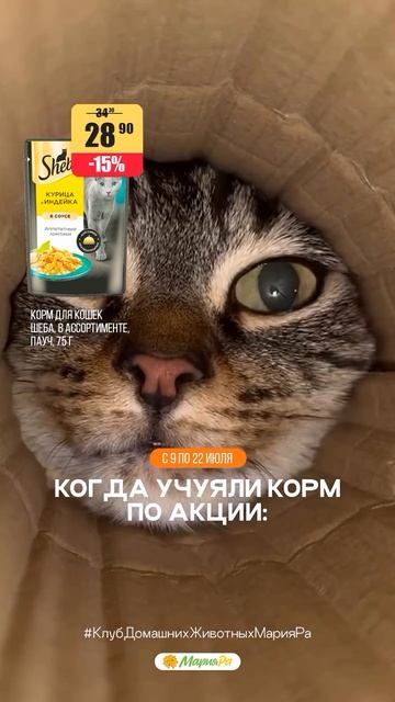 Немного Sheba — и вас снова любят чуть больше