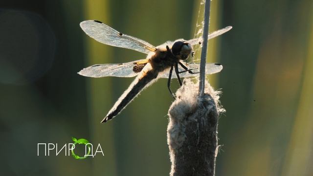Стрекоза, Odonata