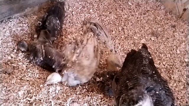 У павлинят уборка. Ежики приходят покушать.