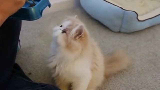 ЯПОНСКИЙ КОТИК РЕШИЛ ПЕРЕКУСИТЬ СО СВОИХ ЛЮБИМЫХ ПАЛОЧЕК
