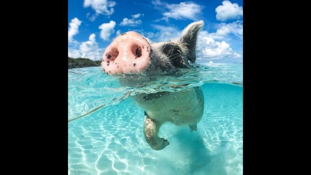 Electro pig