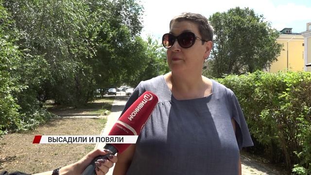 Высаженные недавно кустарники и деревья на горе Батарейной увядают прямо на глазах