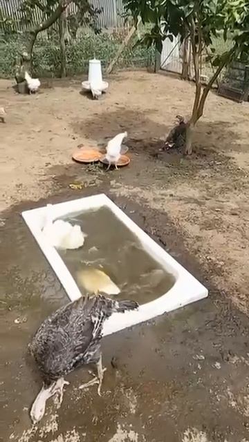 VID-20250716-WA0000.mp4