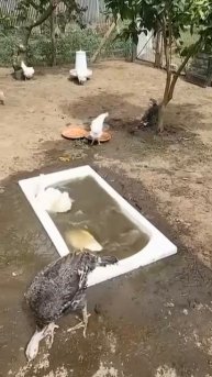 VID-20250716-WA0000.mp4