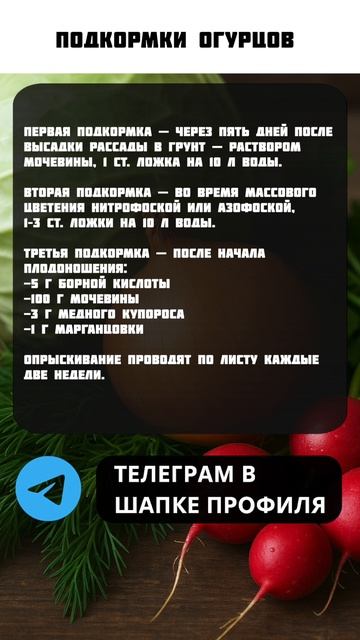 КАК правильно подкармливать огурцы? #огурцы #огород #урожай