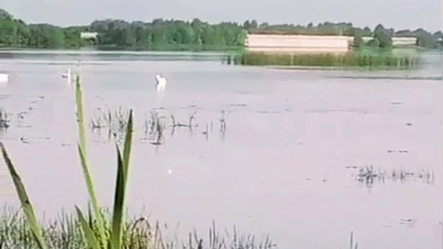 Лебеди в затоне...